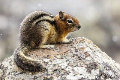 Golden Mantled Squirrel May 2025